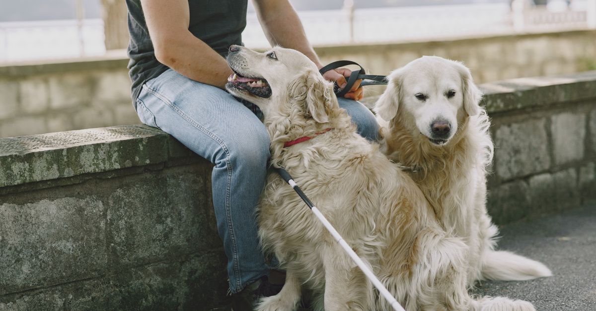 Man sitting with two golden retriever guide dogs, one wearing a harness and white cane, on a wall