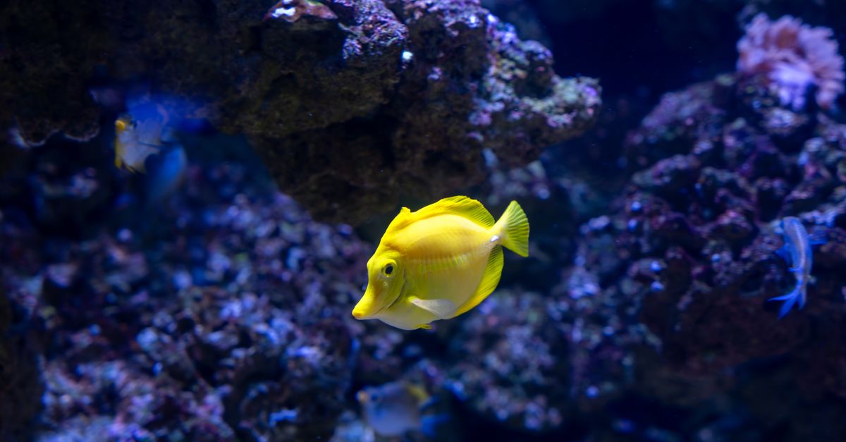 A vivid yellow tang fish gracefully swims in an underwater coral reef aquarium.