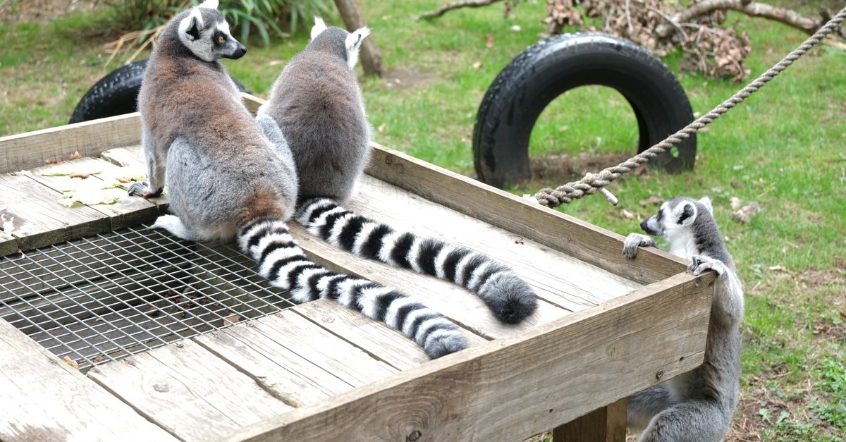 A group of ring-tailed lemurs on a wooden platform in an outdoor setting.