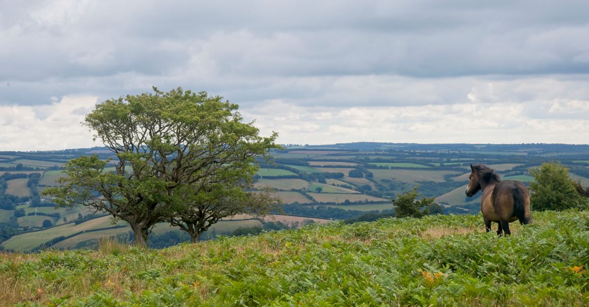 Beautiful Exmoor National Park view with wild ponies and lush greenery in England.
