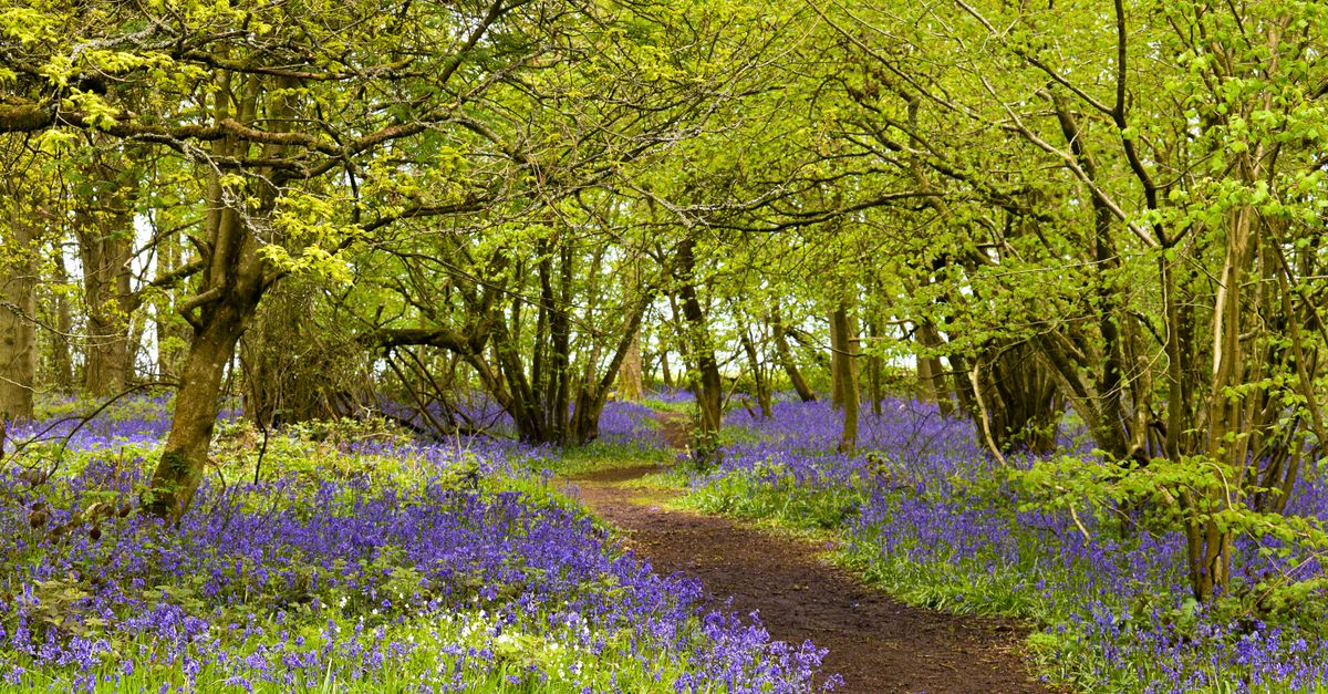 A picturesque woodland path lined with vibrant bluebells in Everdon, England.