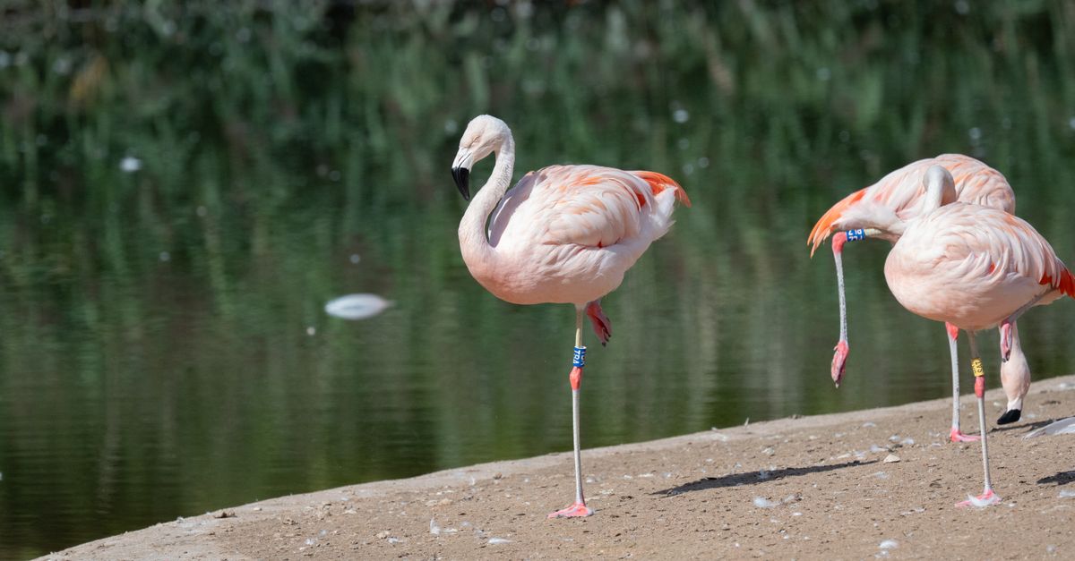 Chilean flamingos standing by a pond at Slimbridge Wetland Centre, UK, capturing serene wildlife beauty.