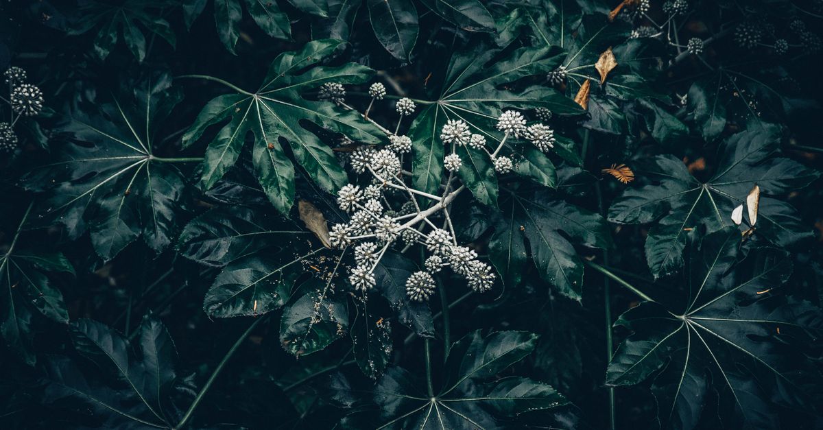 Moody shot of dark green leaves with white flowers, creating a serene garden ambiance.