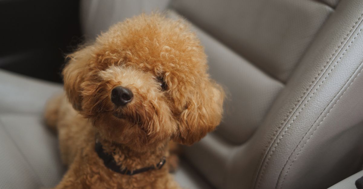 A small poodle puppy sitting calmly on a car back seat, looking out the window.